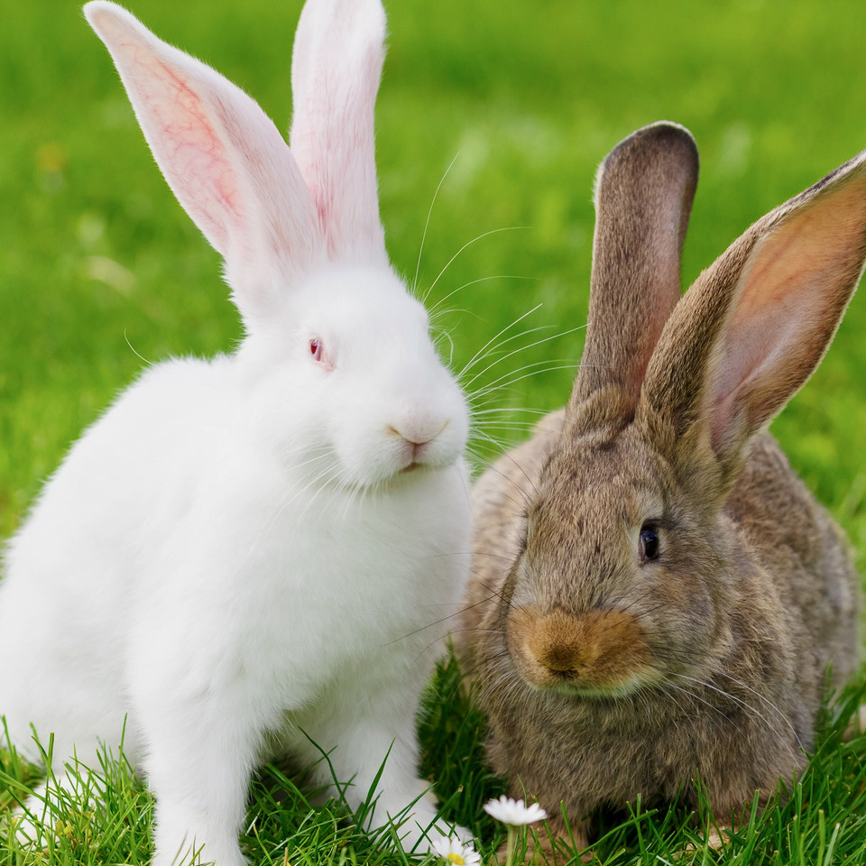 Rabbits